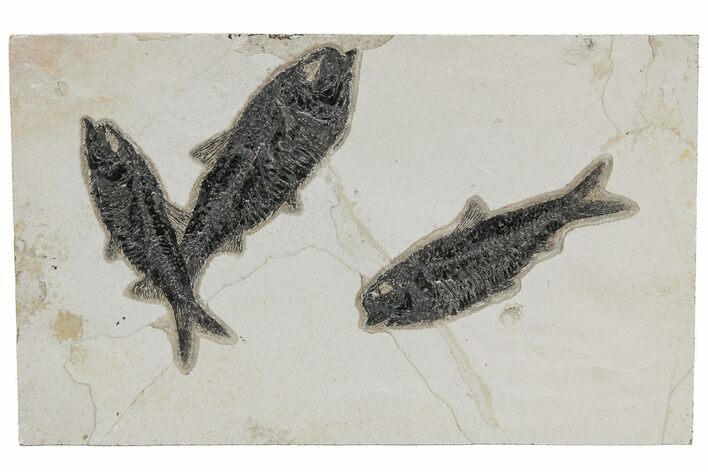 Shale With Three Fossil Fish (Knightia) - Wyoming #211229